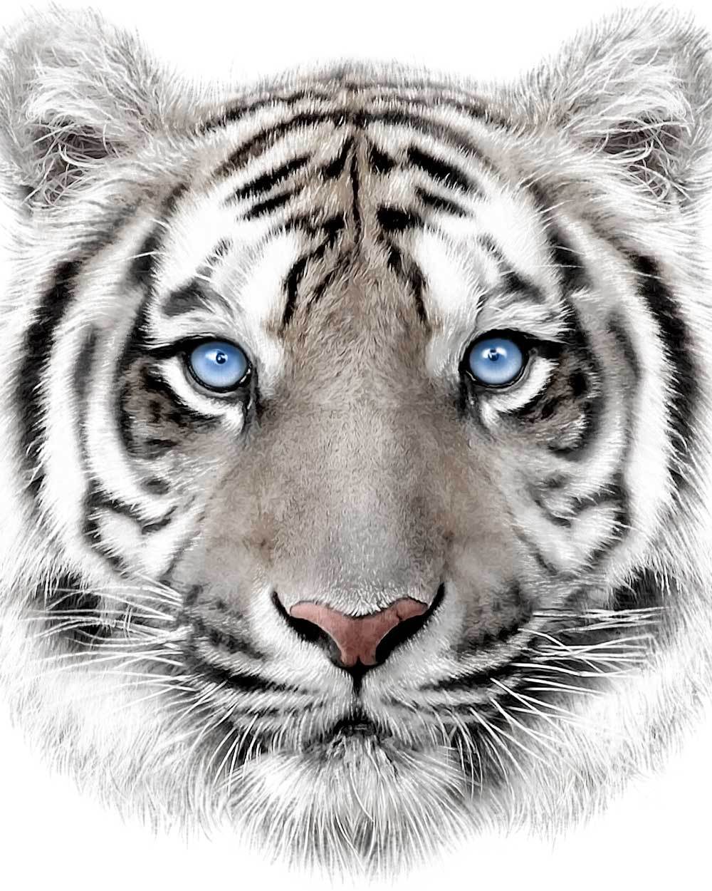 Mikroflanelová dětská deka Bílý tygr 120x150 cm