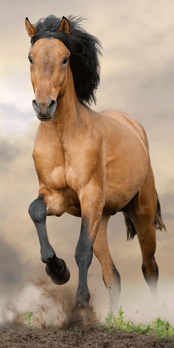 Osuška Horse brown