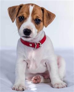 Mikroflanelová dětská deka Jack Russel terrier