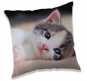 Polštářek Kitten